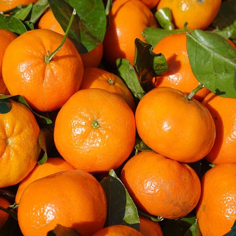 Mandarinas de huerta de Almería maduración en el árbol abono orgánico