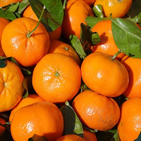 Mandarinas de huerta de Almería maduración en el árbol abono orgánico