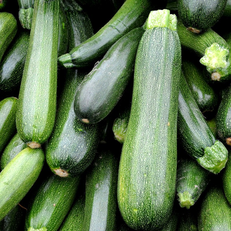 calabacines de Huerta naturales abono orgánico Almería de proximidad