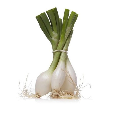 cebollas tiernas de Huerta naturales abono orgánico Almería de proximidad manojo
