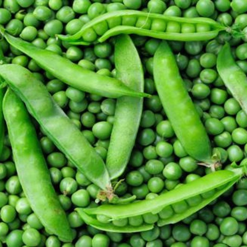 guisantes natural de Huerta abono orgánico Almería de proximidad ecológico