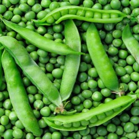 guisantes natural de Huerta abono orgánico Almería de proximidad ecológico