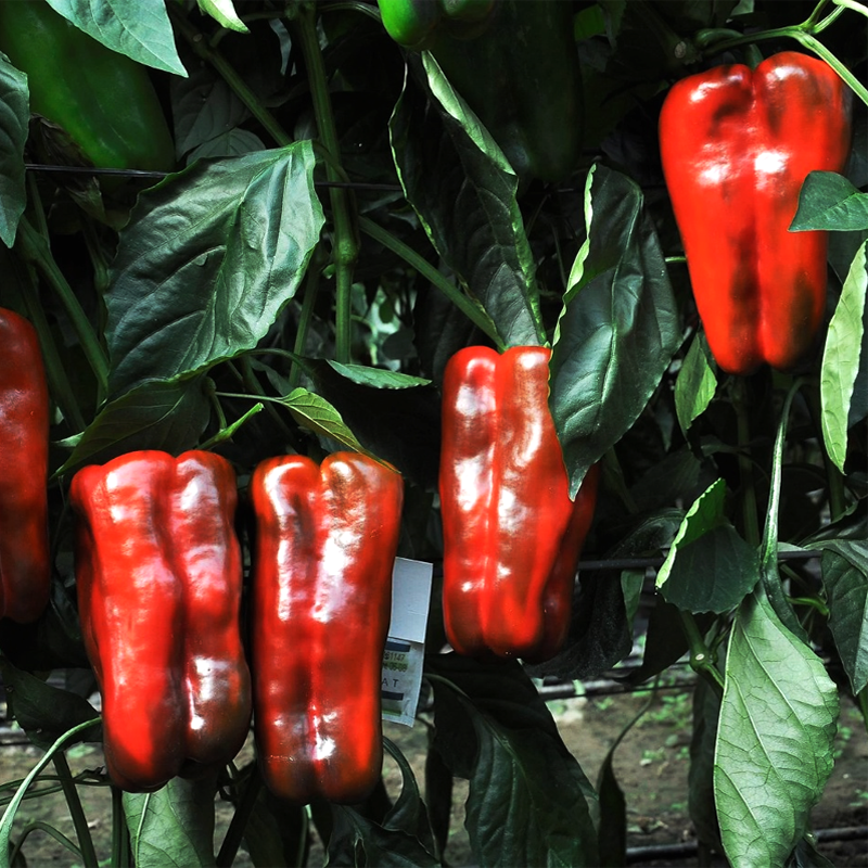 pimiento rojo lamuyo natural de Huerta abono orgánico Almería