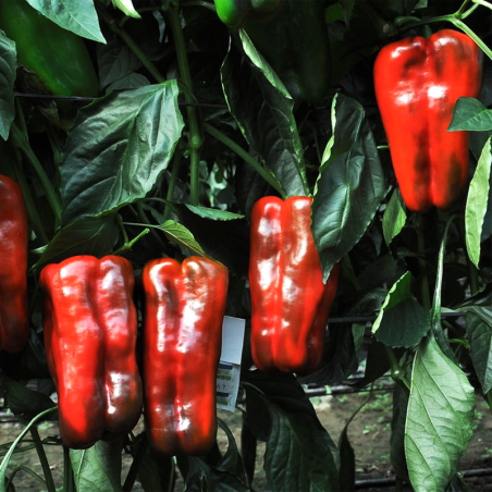 pimiento rojo lamuyo natural de Huerta abono orgánico Almería