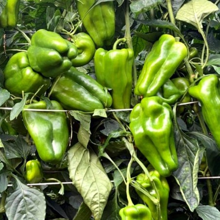 pimiento verde lamuyo natural de Huerta abono orgánico Almería de proximidad