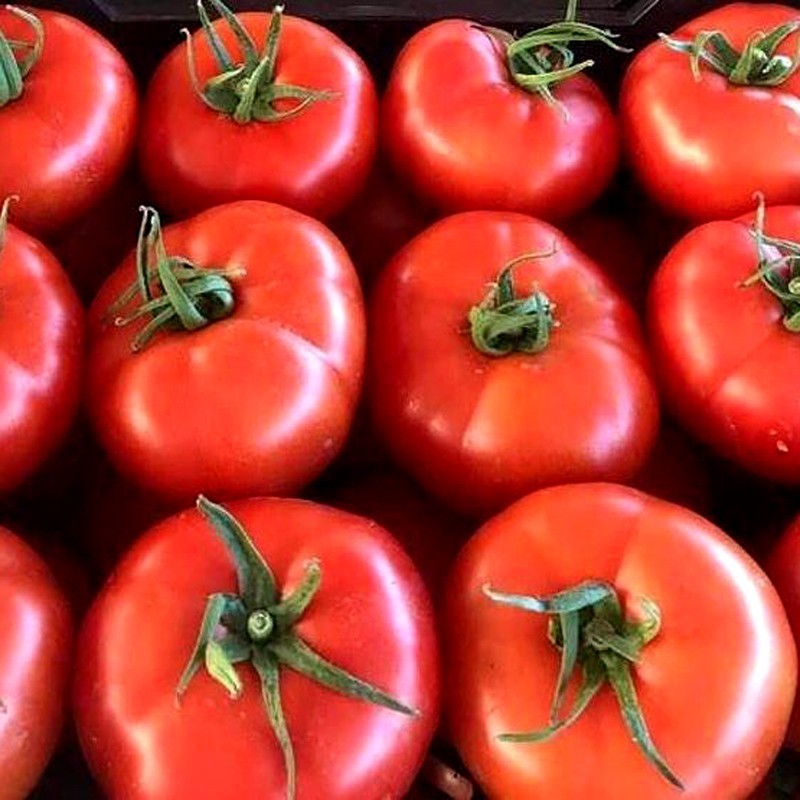 tomate daniela natural de Huerta abono orgánico Almería de proximidad