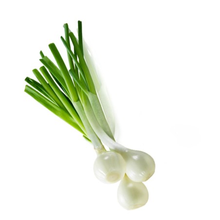 Cebolla Tierna Antas abono orgánico Almería huerta natural de proximidad km 0