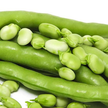 Habas de Antas Almería natural de huerta abono orgánico de proximidad