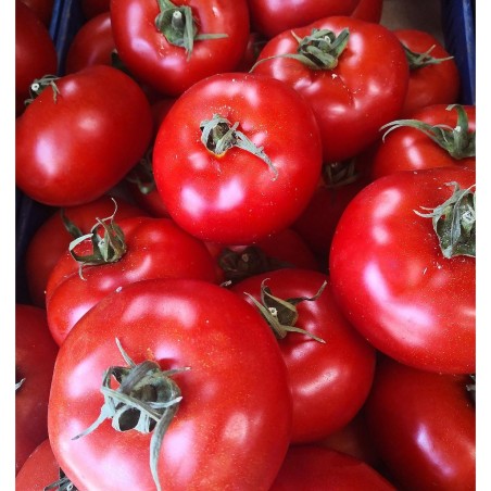 Tomate Daniela de calibre grande, del Levante de Almería.