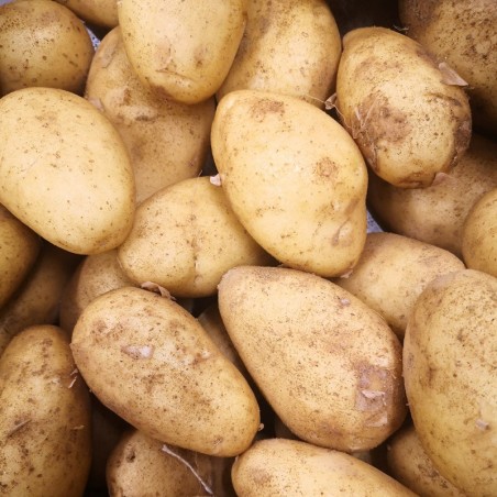 Patatas Blancas Spunta de huerta naturales pequeños agricultores Antas Almería