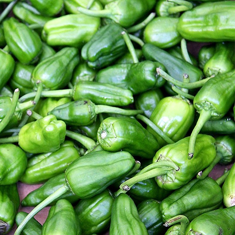 pimientos del padron de huerta almería natural kilómetro 0 pequeño agricultor