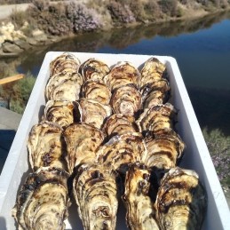 Ostras Rizadas Francesas talla 3 MAR NATURAL gourmet  Guadalquivir 