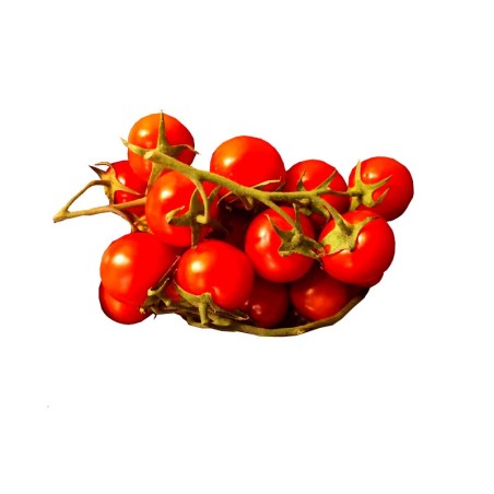 Tomate Coctel en rama Ecológico Tomazur Biosabor huerta Almería