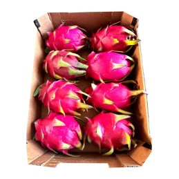 Pitaya fruta tropical ecológica elaborada en Almería